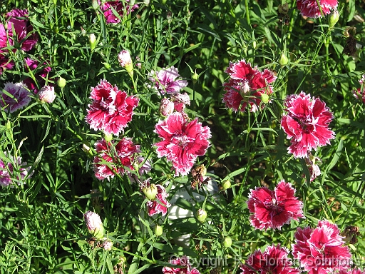 Dianthus Chinensis